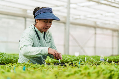 Nourse Farms Launches Lunch and Learn Webinar Series to Empower Growers and Garden Centers