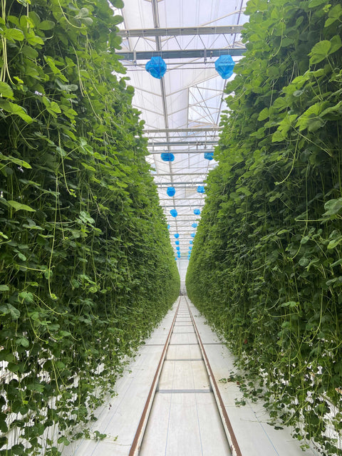 Plug Into Strawberry Success