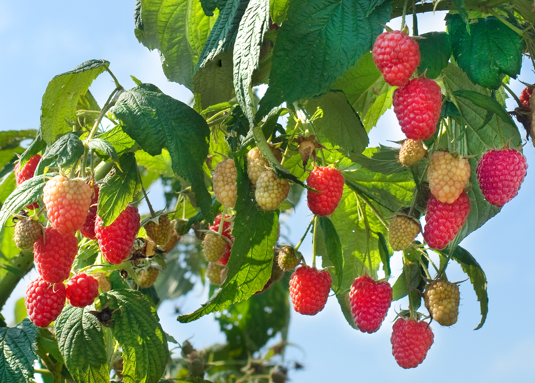 Five Reasons to Grow Your Own Raspberries β Nourse Farms