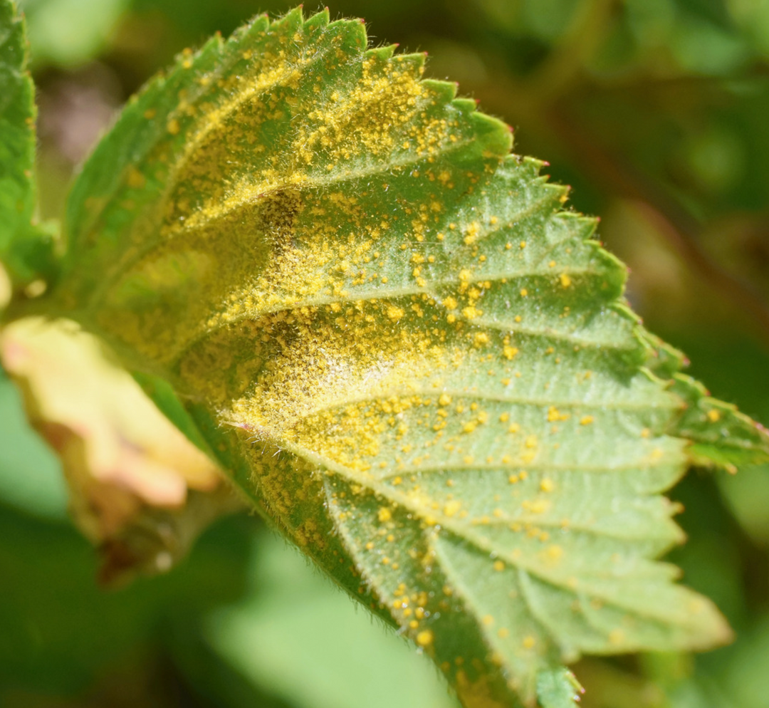 Spring 2022: Key Rust Diseases in Brambles – Nourse Farms
