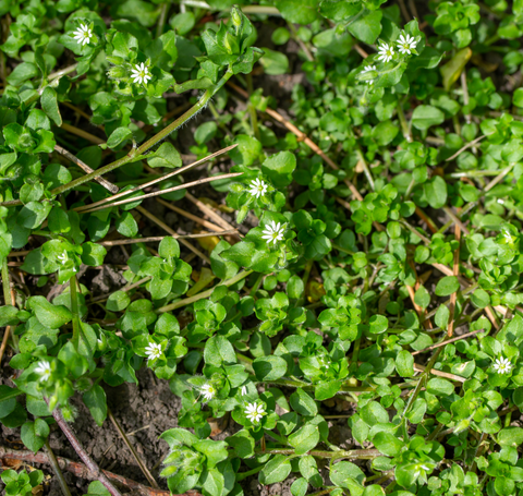 Spring 2024: Strawberry Weed Management