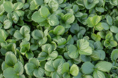 Spring 2024: Nourse's Sustainable Focus
