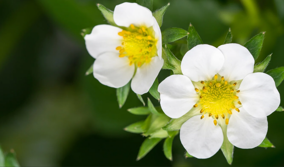 Flowers Not Rille Pick Flowers, Not Fruit! – Nourse Farms
