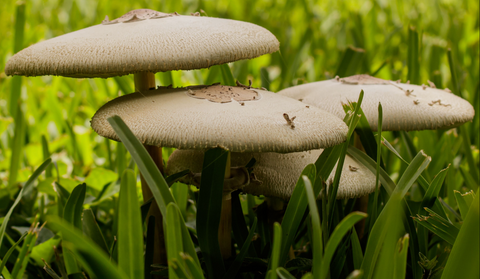 Don't Freak Out; It's Just a Mushroom!