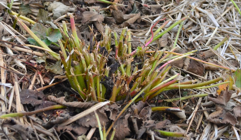 Strawberry Renovation