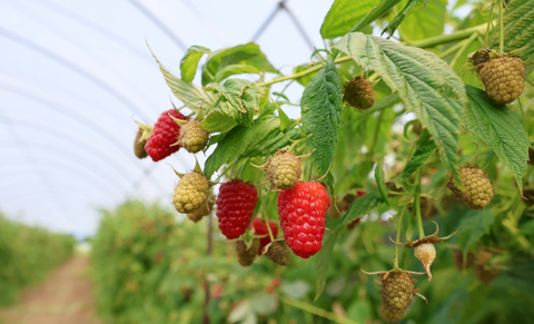 Site Selection & Soil Preparation: A Crop-by-Crop Guide
