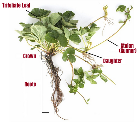 Strawberry Plant Structure