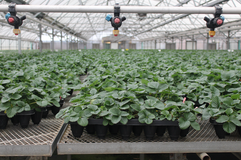 What We Know About Neo-P