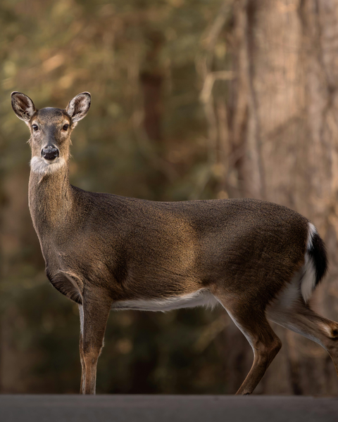 White-tailed Deer Damage