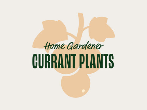 Currant Plants (Home Gardeners)