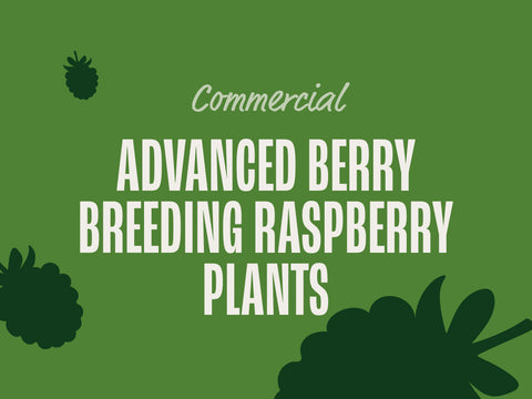 Advanced Berry Breeding Raspberry Plants (Commercial)