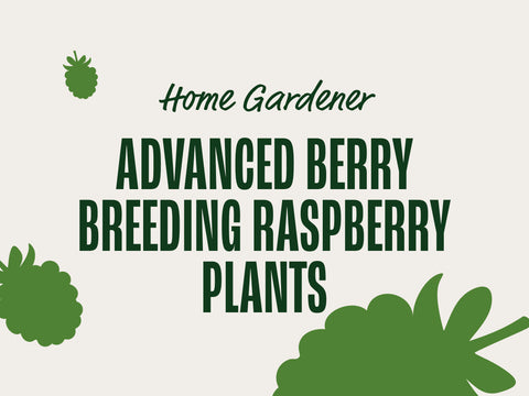 Advanced Berry Breeding Raspberry Plants (Home Gardeners)