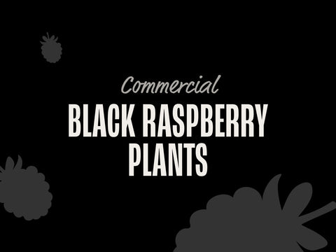 Black Raspberry Plants (Commercial)