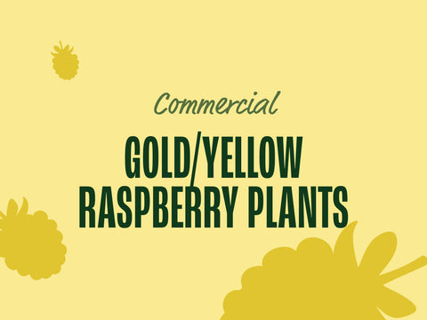 Gold/Yellow Raspberry Plants (Commercial)