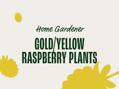 Gold/Yellow Raspberry Plants (Home Gardener)
