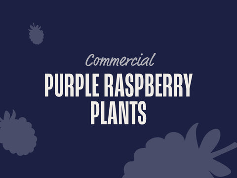 Purple Raspberry Plants (Commercial)
