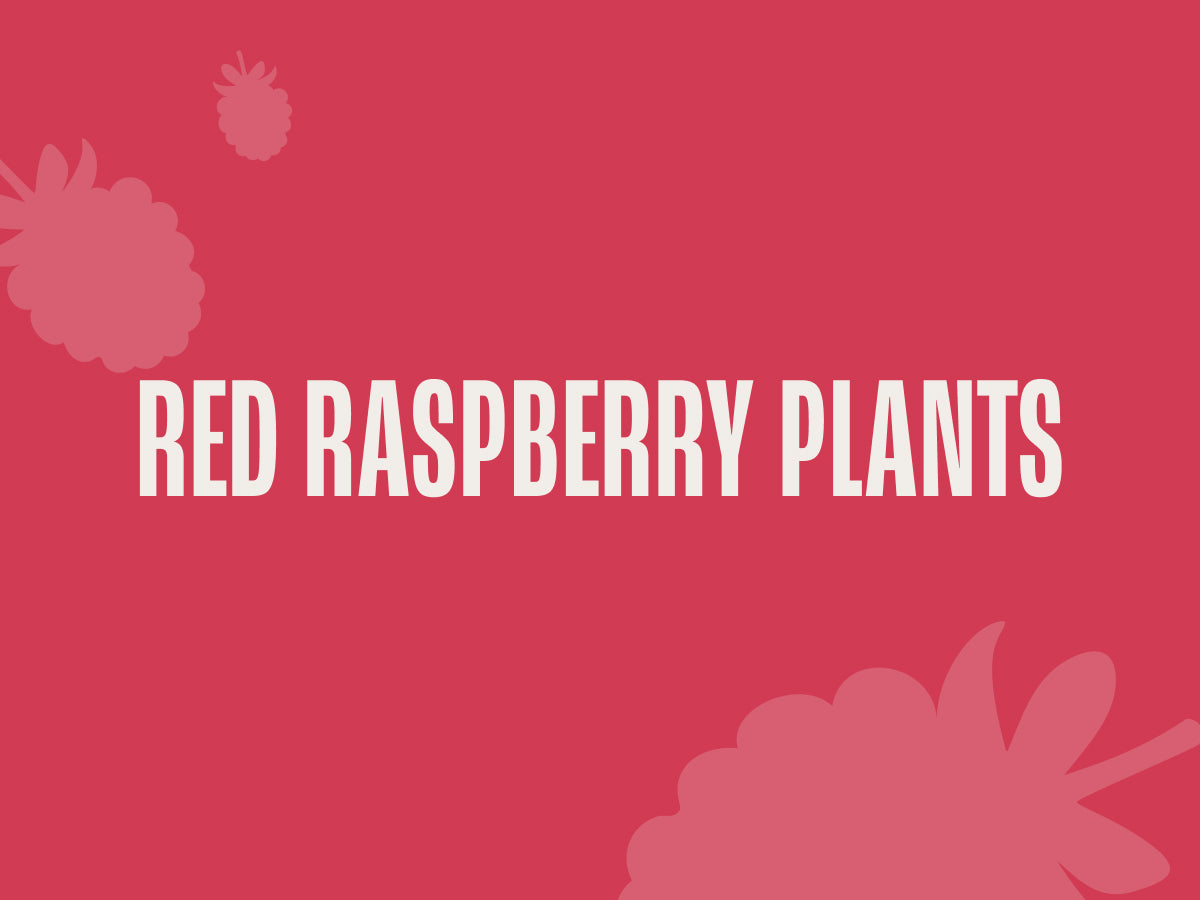 Red Raspberry Plants (Commercial) – Nourse Farms