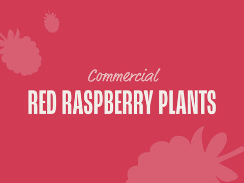 Red Raspberry Plants (Commercial)
