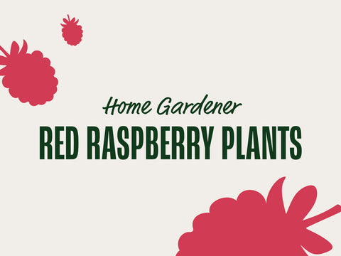 Red Raspberry Plants (Home Gardener)