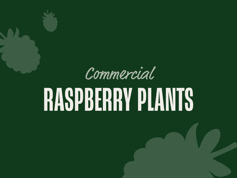 Raspberry Plants (Commercial)