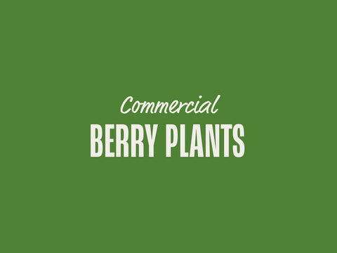 Berry Plants (Commercial)
