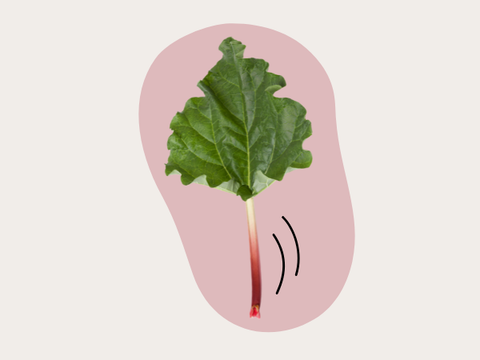 Rhubarb Roots