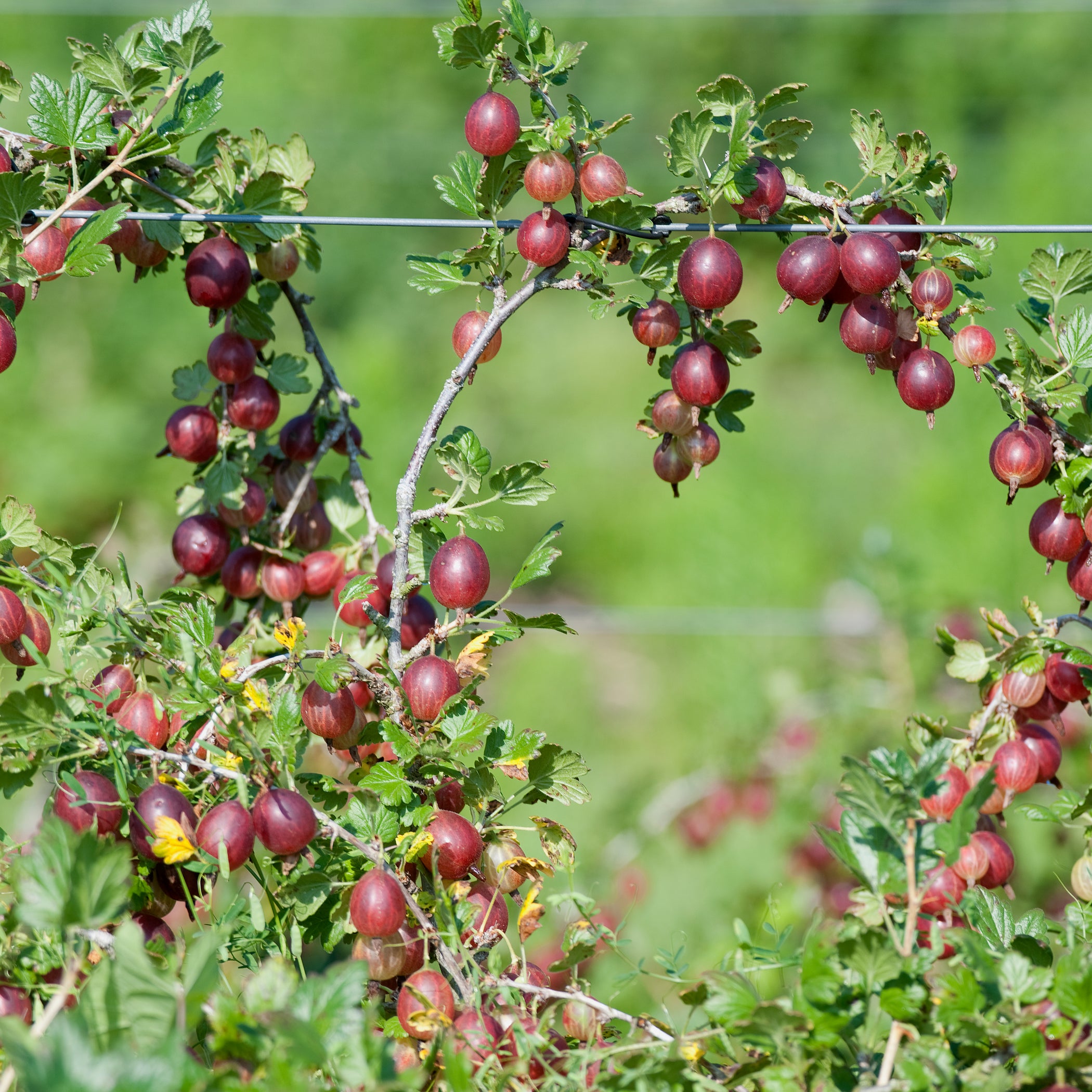 Hinnomaki Red Gooseberry – Nourse Farms