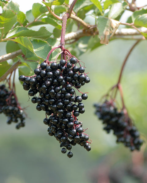 Samdal Elderberry Plants