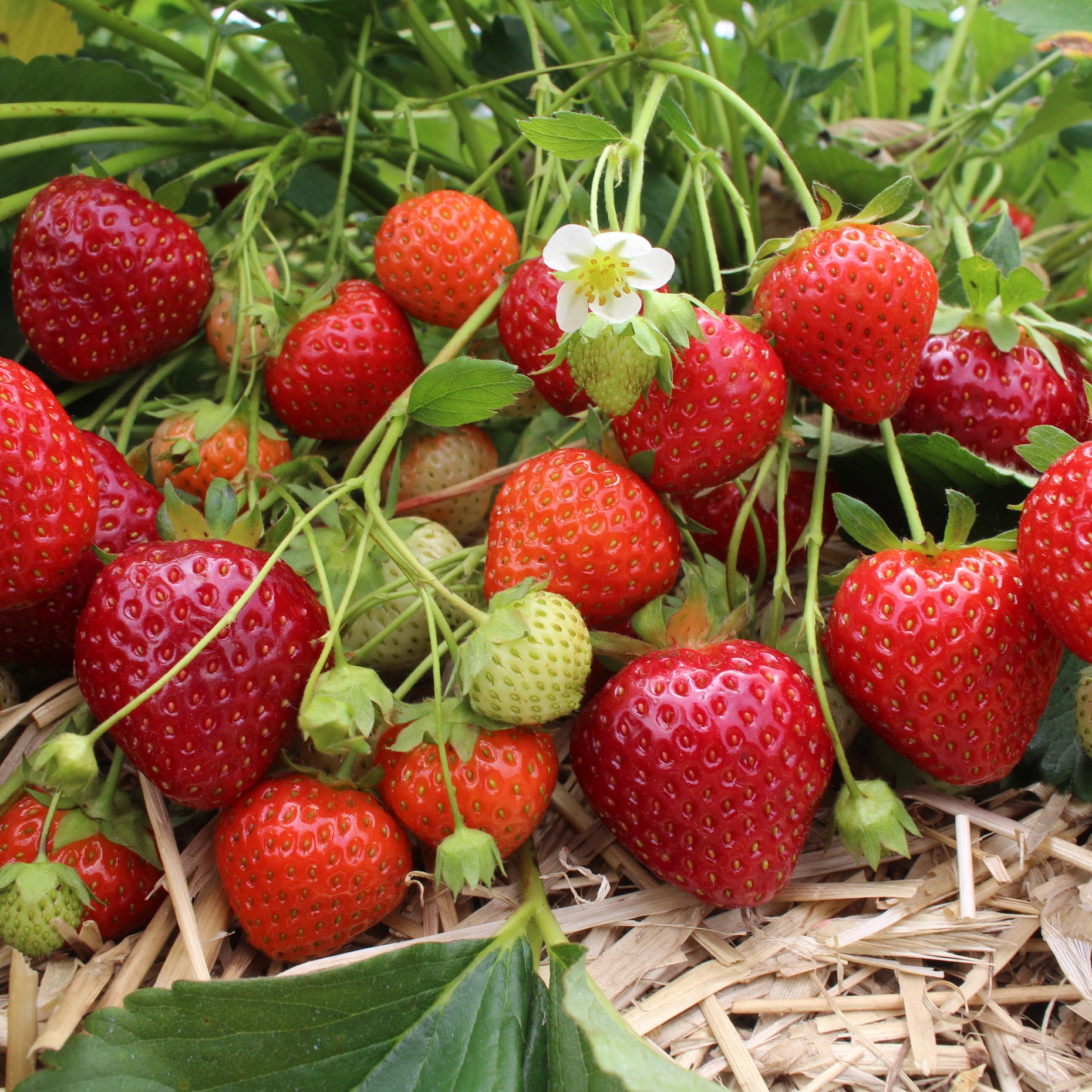 Yambu Strawberry Nourse Farms