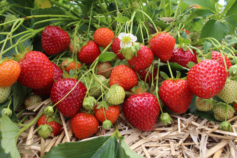 Yambu Strawberry