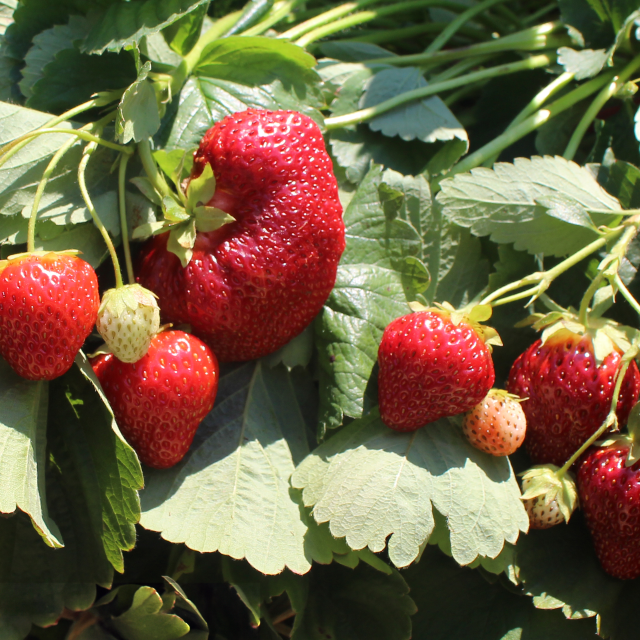 AC Valley Sunset Strawberry Plant Nourse Farms