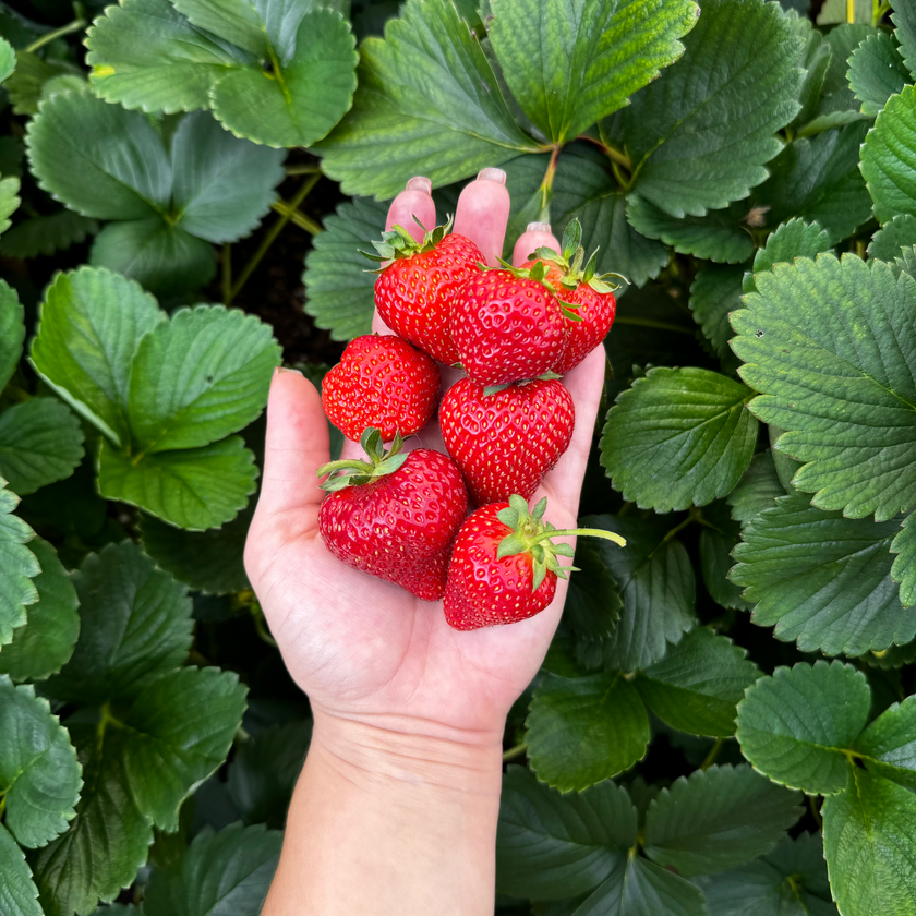 Albion Strawberry Plant Nourse Farms albion-strawberry-plant-nourse-farms