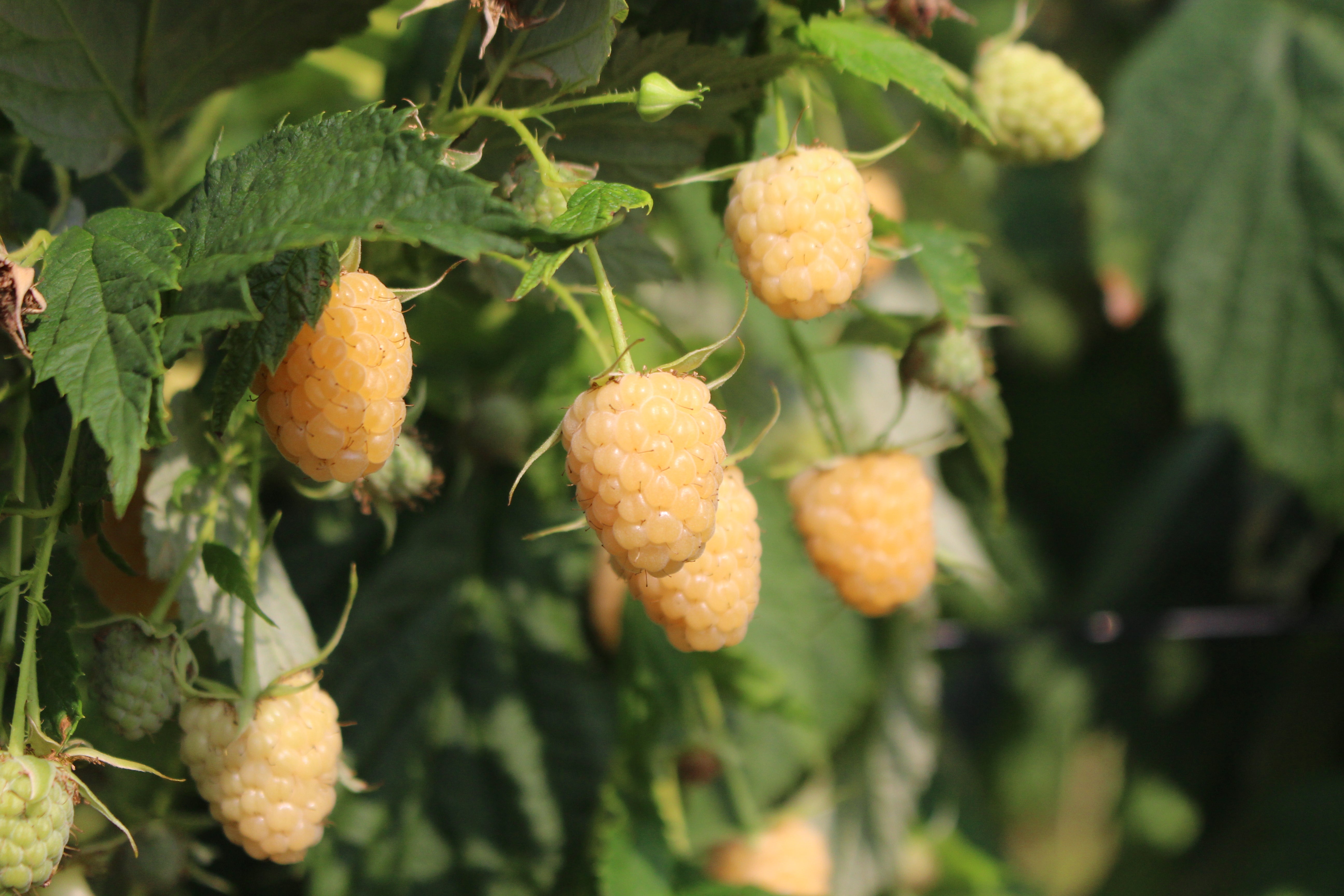 Anne Raspberry Plant – Nourse Farms