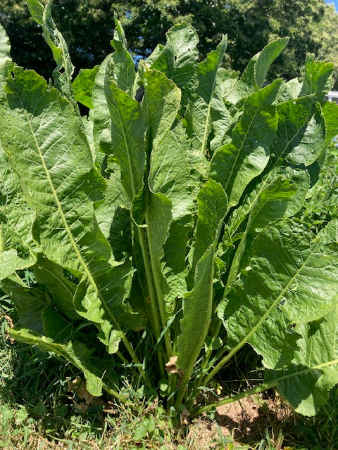 Big Top Horseradish Plants