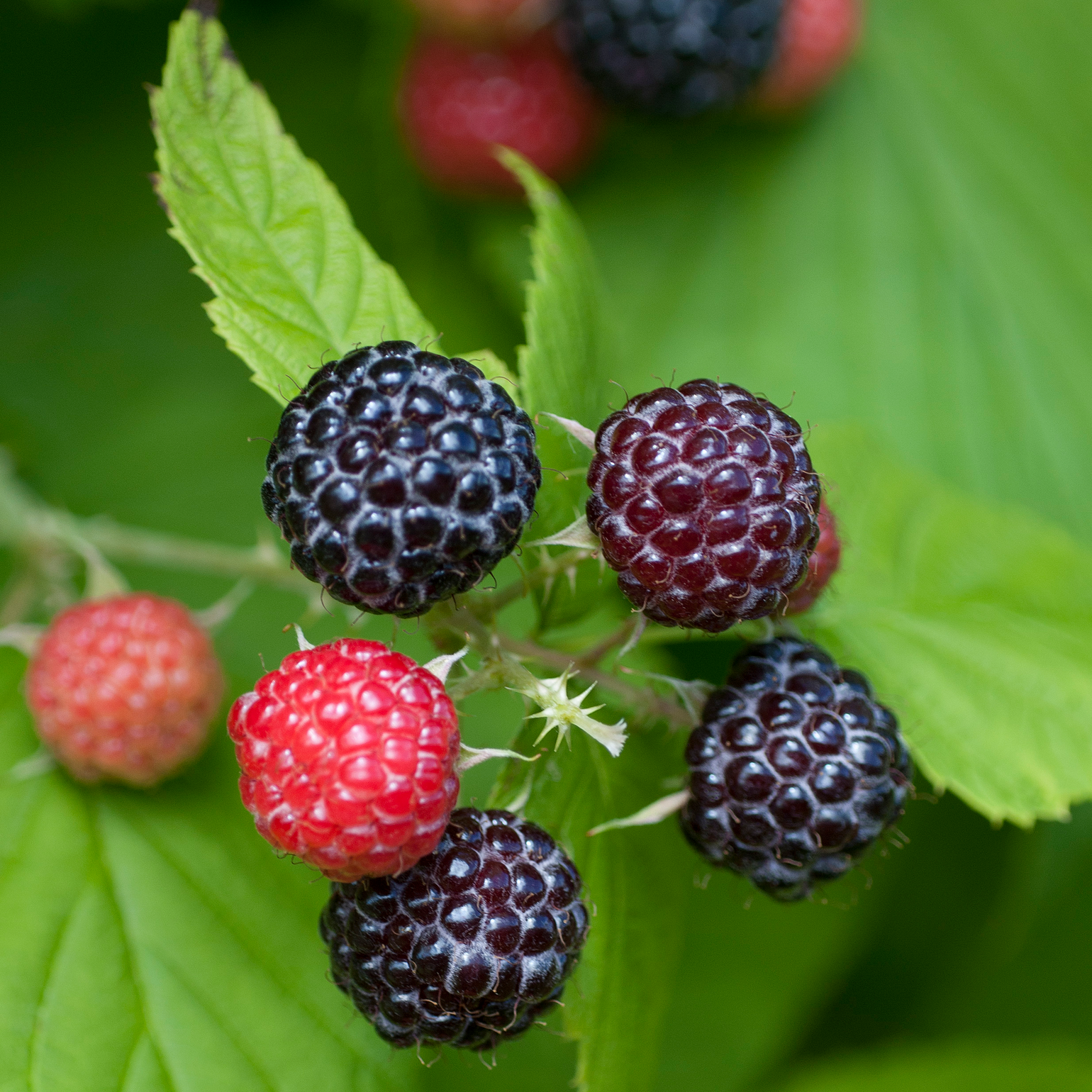 Jewel Back Raspberry Jewel Raspberry Plant_OFF – Nourse Farms