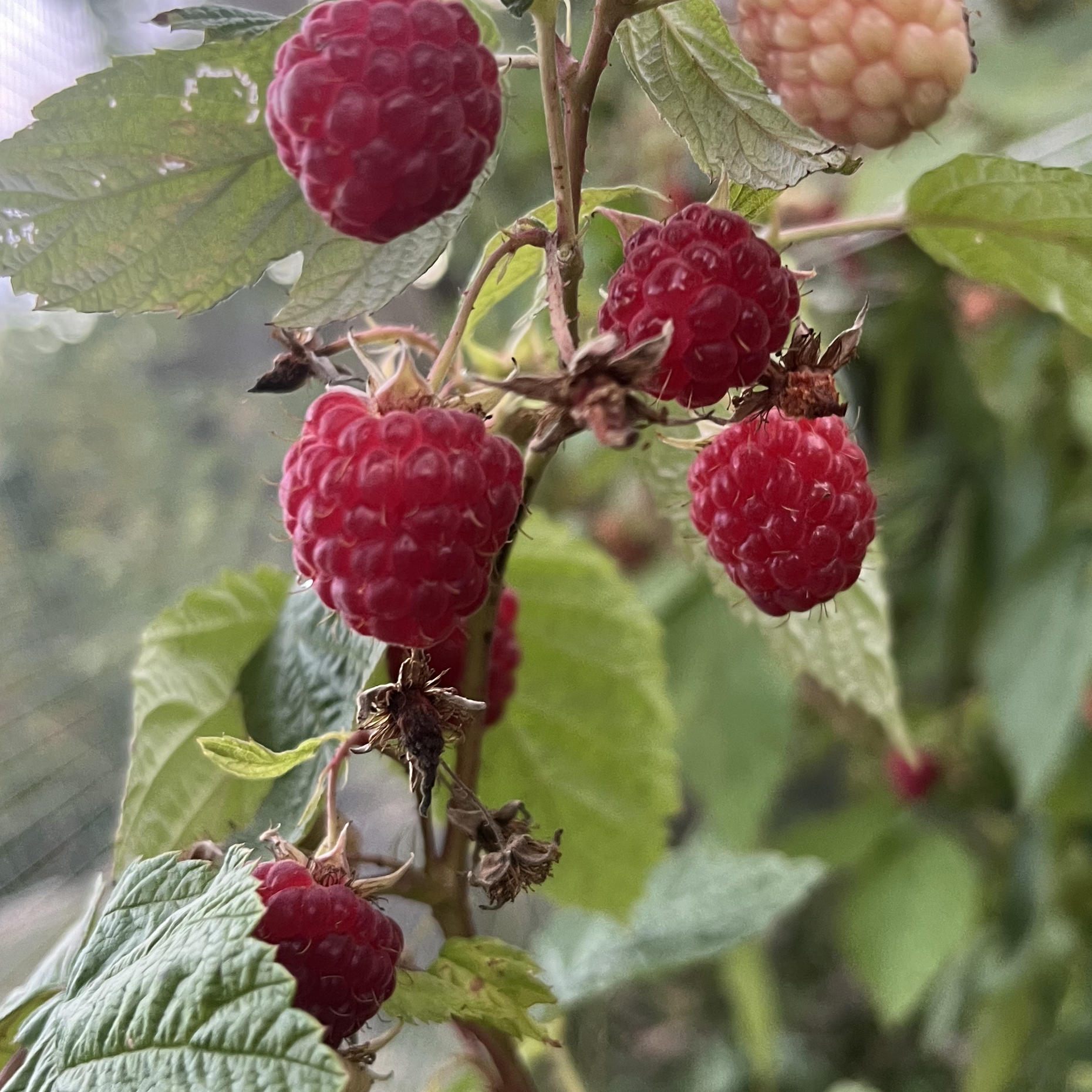 Caroline Raspberry Plant – Nourse Farms