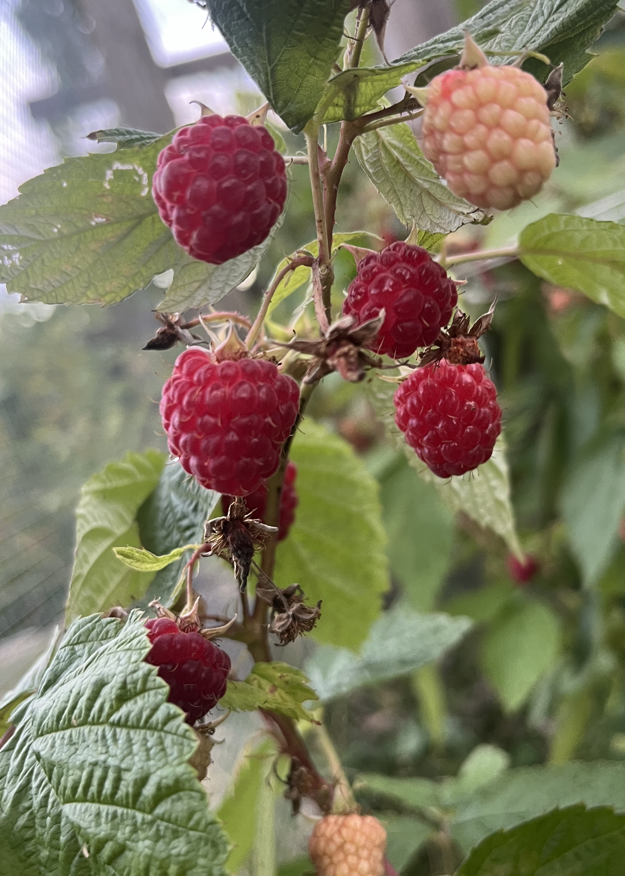 Carolina Raspberry Tree Caroline Raspberry Plant – Nourse Farms