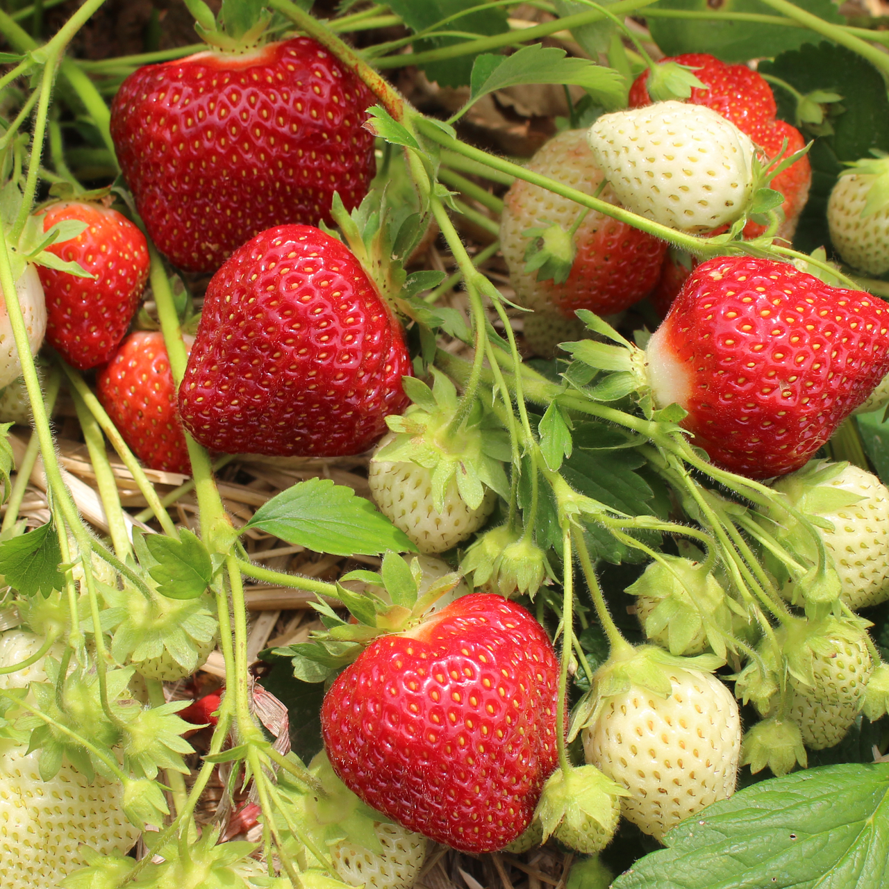 Cavendish Strawberry Plant Nourse Farms
