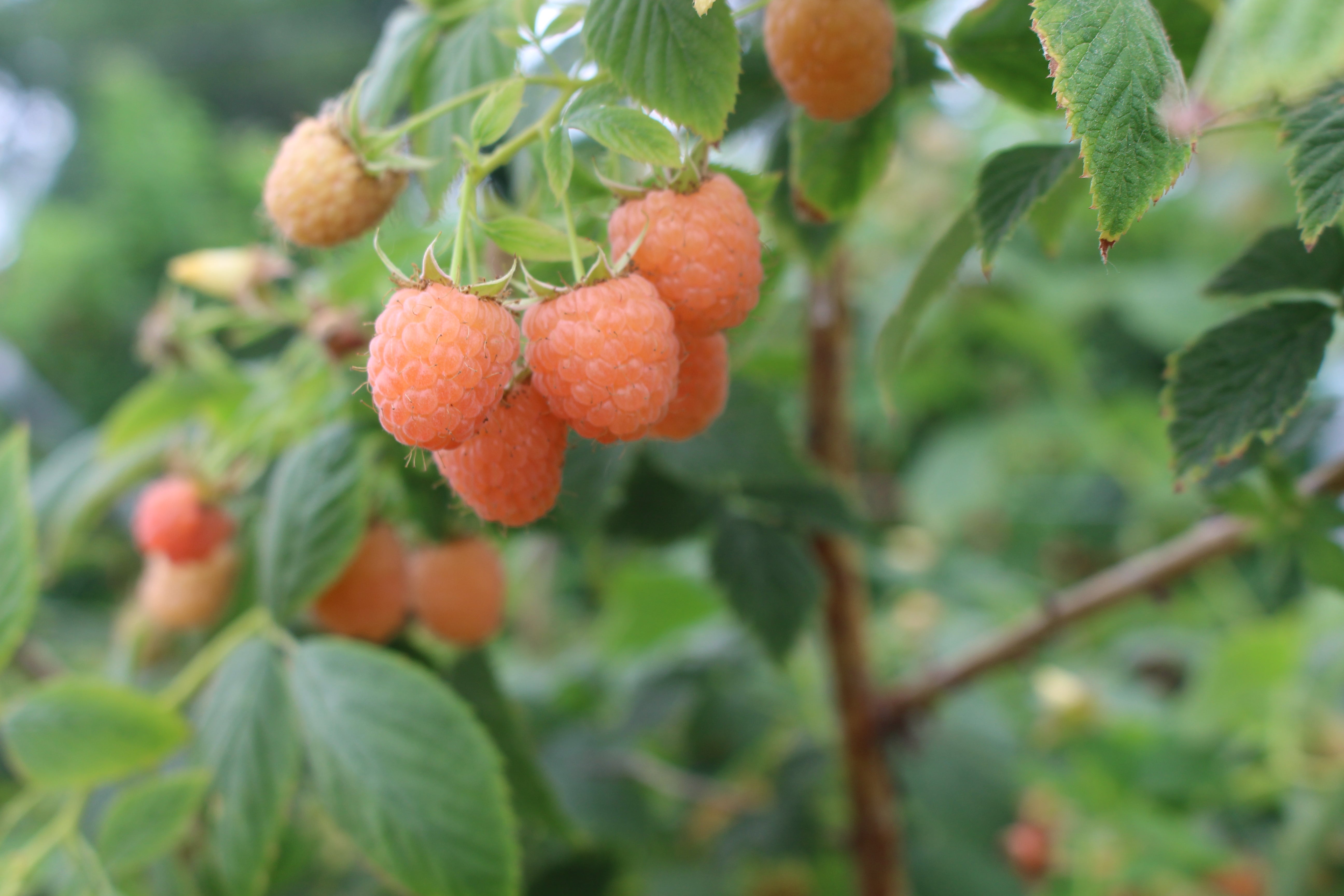 Double Gold Raspberry Plant – Nourse Farms