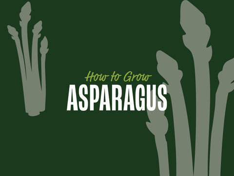 How to Grow Asparagus