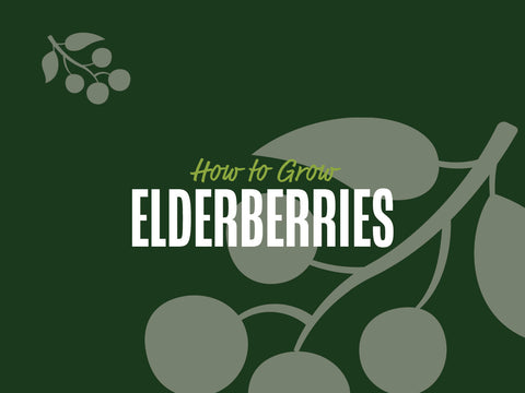 How to Grow Elderberries