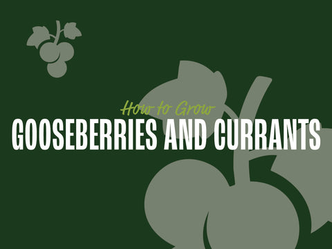 How to Grow Currants and Gooseberries