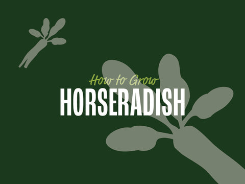 How to Grow Horseradish