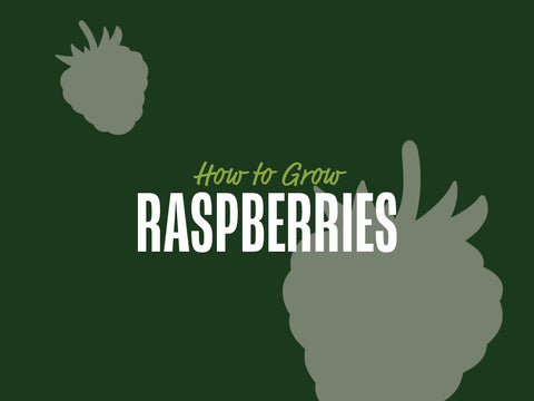 How to Grow Raspberries