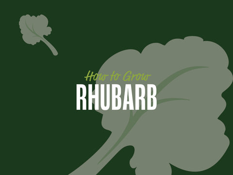 How to Grow Rhubarb