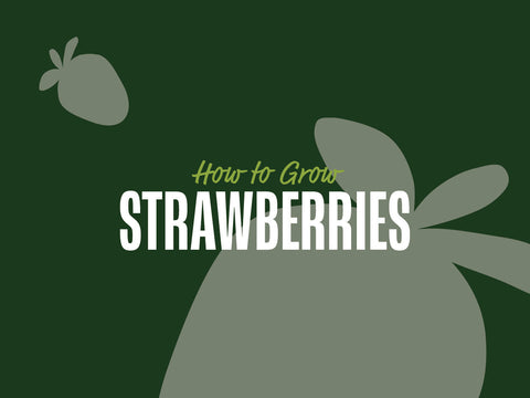 How to Grow Strawberries