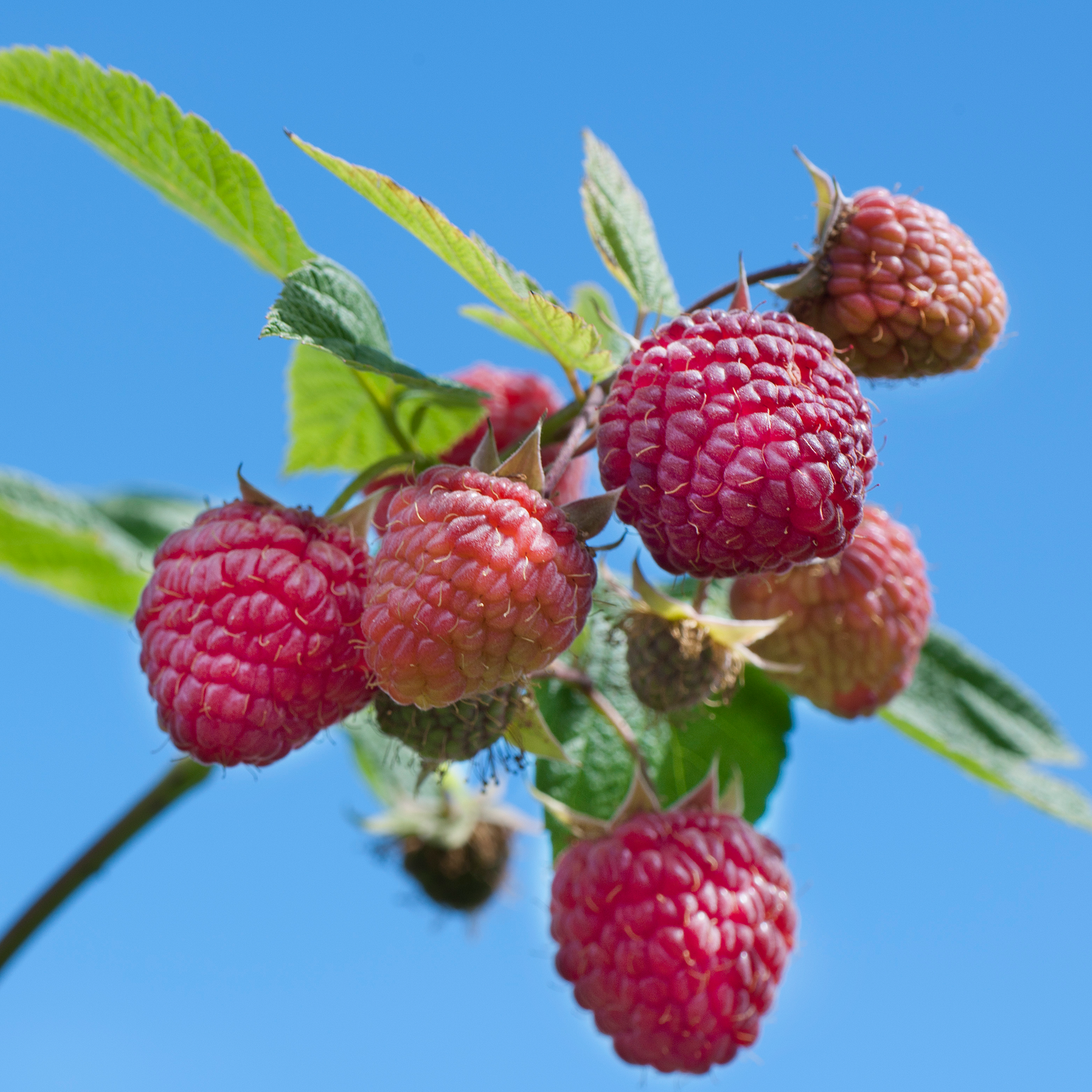 Heritage Raspberry Plant – Nourse Farms