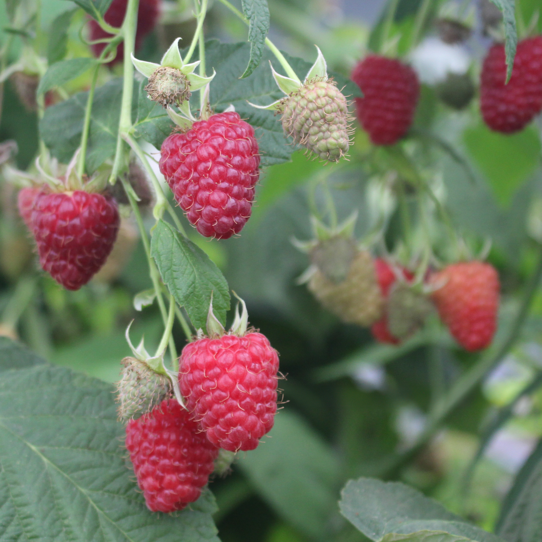 Joan J Raspberry Plant – Nourse Farms