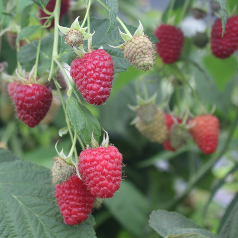Joan J Raspberry Plant – Nourse Farms