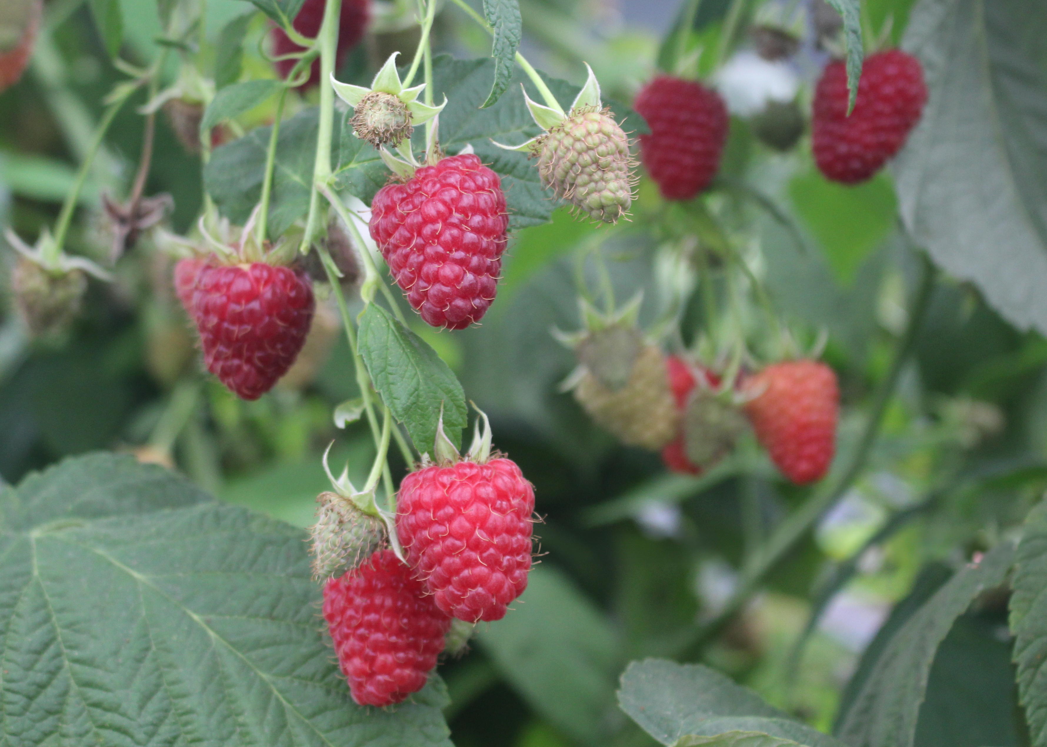 Raspberry Bush For Decks Raspberry — A Natural Farm